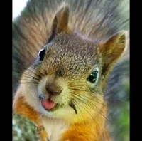 squirrel
