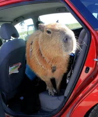 capybara