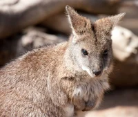 Walter the wallaby