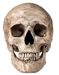 skull