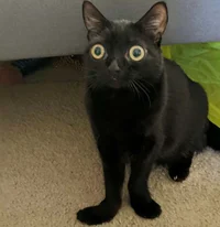 Jinx The Cat
