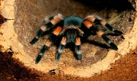 Tarantula roja 