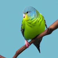 The Chubby budgie