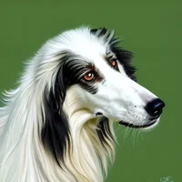 random borzoi