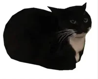 Maxwell the cat