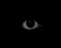 Paranoia Simulator