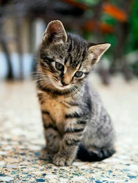 Max the feline