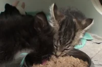 two kittens