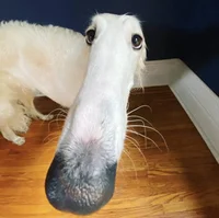 Borzoi Dog