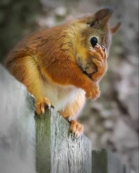 Peanuts Hatchetfield