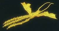 Ghidorah -Anime-
