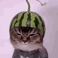 Melon hat cat