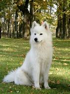 Samoyed machine
