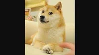 DA REAL DOGE