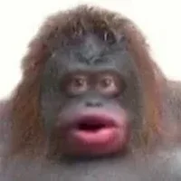 Le Monke