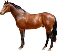 horse