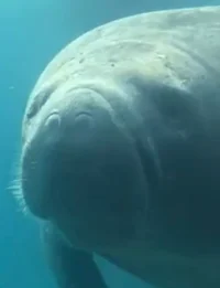 Manatee