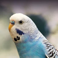 Budgie