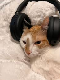Sleepy headphone cat