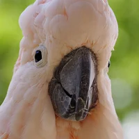 Cockatoo