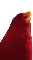 red birb