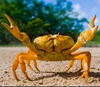 Crab