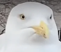 Steven The Seagull