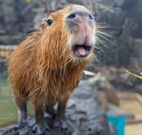 An capybara 