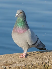 Random pigeon 