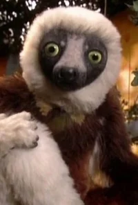 Zoboomafoo