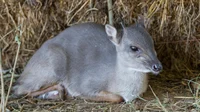 Blue Duiker