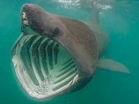 Basking Shark