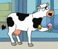 Effeminate cow