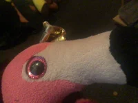 Pinky the flamingo