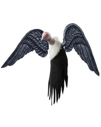 Flying Vulture