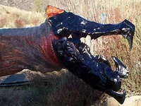 Ass Blaster American