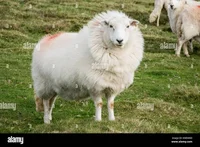 Fluffy Sheep