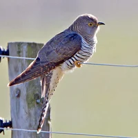 Cuckoo Bird