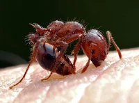 ant simulator 