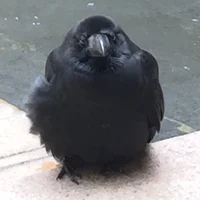 Chonky Crow