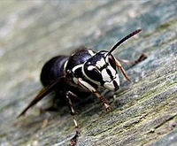 White Faced Hornet