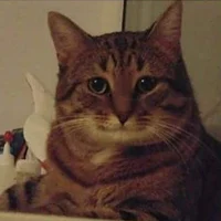 Totally Accurate Cat