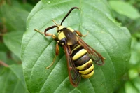European Hornet Moth