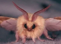 Rosy Maple Moth