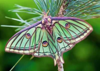 Spanish Moon Moth
