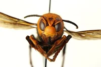 Asian Giant Hornet