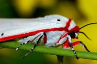 Candy Cane Moth