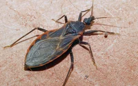 Kissing Bug