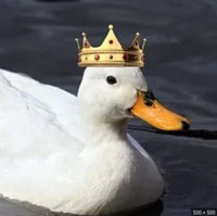 Duckboi