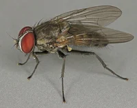 Housefly